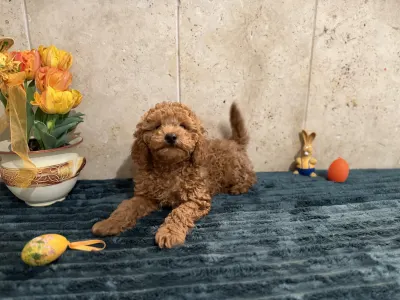 Barbone nano - Goofy