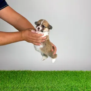 Welsh Corgi Pembroke - Baghira