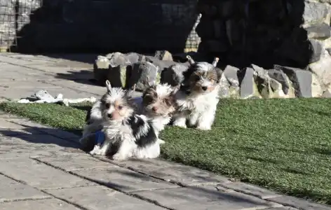 Biewer Terrier - R Orient