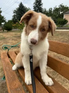 Border collie - Red Girl Lilac