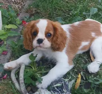 Cavalier King Charles Spaniel - Hanga
