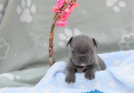 Francuski buldog - Magnus