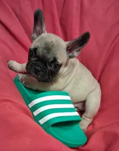 Francia bulldog - Hero From Lilis Breed