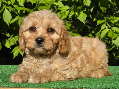 Cavapoo - Figo