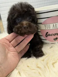 Barbone toy - Yoko(toy)