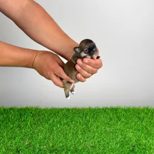 Чихуахуа - Emma