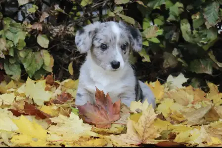 Cardigan welsh corgi - Abigale Ebonite Exclusive