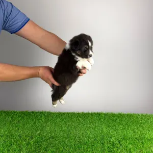 Owczarek astralijski aussie - Bastian