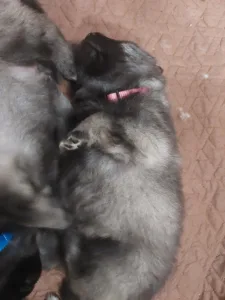 Wolfsspitz - Silver Whirl Beauty Bona