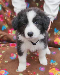 Бордер-колли - Bella