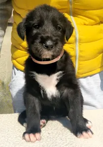 Irish Wolfhound - Brie