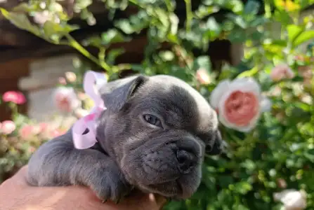 Francia bulldog - Nala