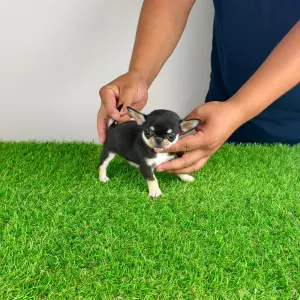 Chihuahua - Lindra
