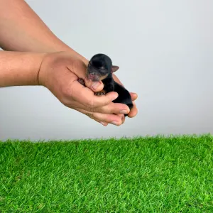 Yorkshire Terrier - Vello