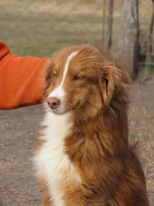 Australian Shepherd - Dailos Dream It