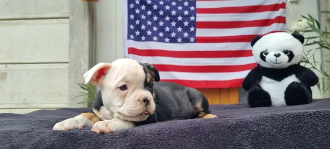 American Bully - Pocket - Malekith