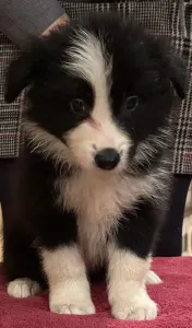 Border Collie - Generico
