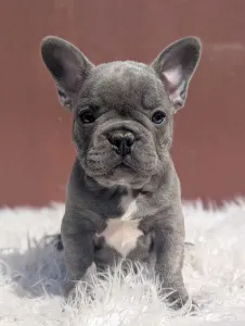 Francouzský buldoček - Ashur