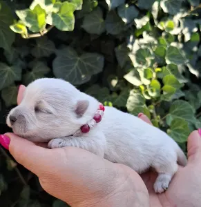 West Highland White Terrier - Agnes
