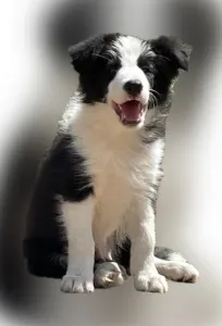 Border collie - Armani