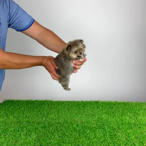 Pomeranian - Fenjo