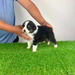 Australian Shepherd - Elany