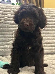 Portugalski pies dowodny - Rita