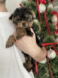 Yorkshire Terrier - Maurice