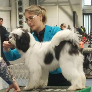 Tibetan Terrier - Jackyll 