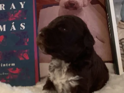 Chien d'eau romagnol - Betyár