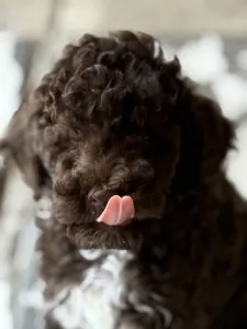 Lagotto Romagnolo - Csoki