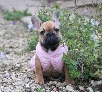 French Bulldog - Zoey