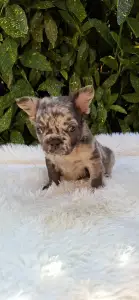 French Bulldog - Max