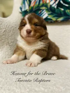 Berger australien - Honour For The Brave Toronto Raptors