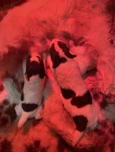 Fox Terrier (Wire) - Duke Born Of Eastern Curse