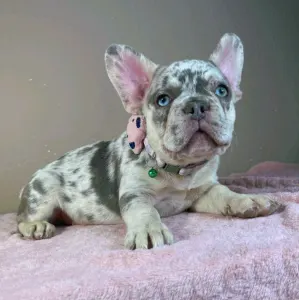 Francia bulldog - Mary