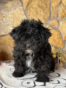 Maltipoo - Oreo