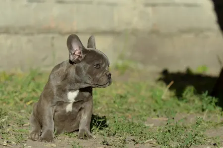 Bulldog francese - Madeleine 
