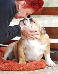 Englische Bulldogge - Rengőhegyi-ormán Arlene