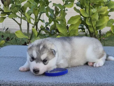 Szibériai husky - Blue Boy