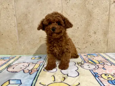 Poodle Miniature - Fendi
