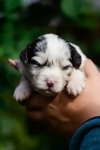 Berger australien - Winstead Nothing But Love