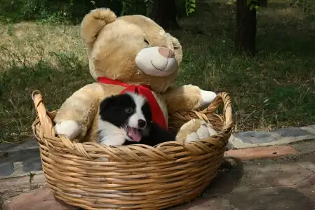 Бордер-колли - Dazzling Borders Beat Of My Heart