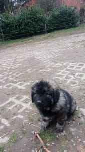 Caucasian Shepherd Dog - Cecil