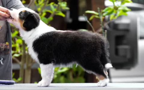 Австралийская овчарка - Winstead Prince Of Hastings