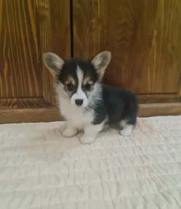 Welsh Corgi Pembroke - Dexter