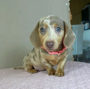 Dachshund - Emily