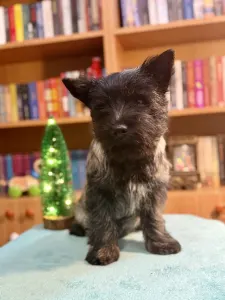 Cairn Terrier - Majestic Sandial Smashing Hearts
