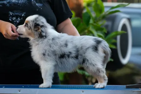 Ausztrál juhászkutya - Winstead Lucky Tinker 