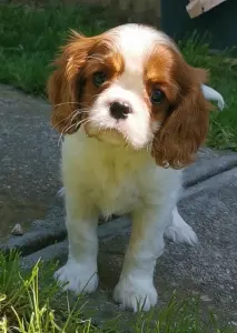 Cavalier King Čarles Španiel - Henriette